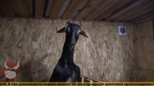 Чем уникально козье молоко? ПОЛЕЗНАЯ ИНФОРМАЦИЯ. мяснойвопрос.рф