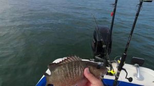 HUNGRY Mangrove Bite!  ATTACKING Greenbacks & Shrimp in Tampa Bay. Where to Catch & How.