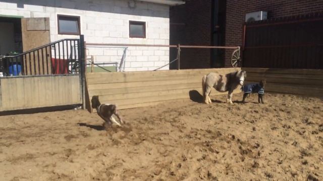 АМНА мини хорс,жеребенок фермы Идальго смотреть онлайн