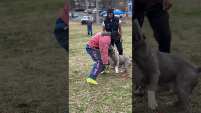 BullDogs Not The One To Play With😤. #bulldog #pitbull #training #bitework #protectiondog