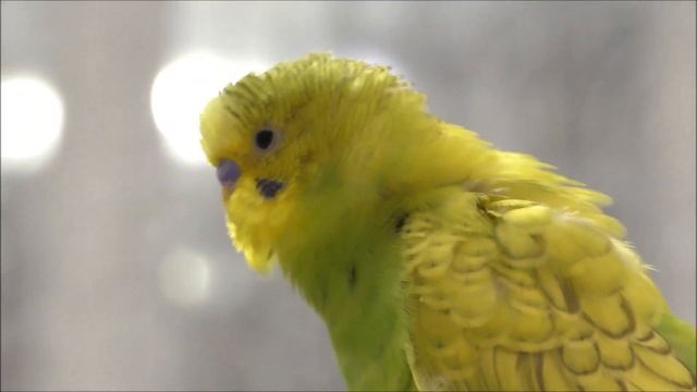 Говорящий волнистый попугайчик ГОША