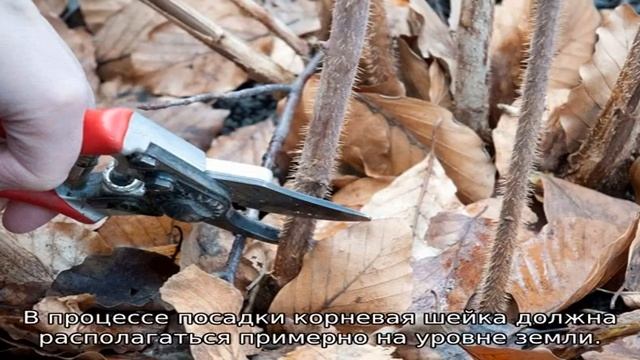 Малина Шапка Мономаха смотреть онлайн