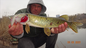 ЩУКА НА ПРУДУ С БЕРЕГА НА ЖИВЦА.