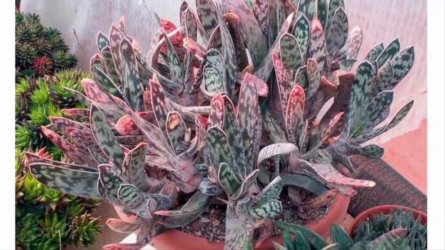 Гастерия Красивые растения для дома и сада