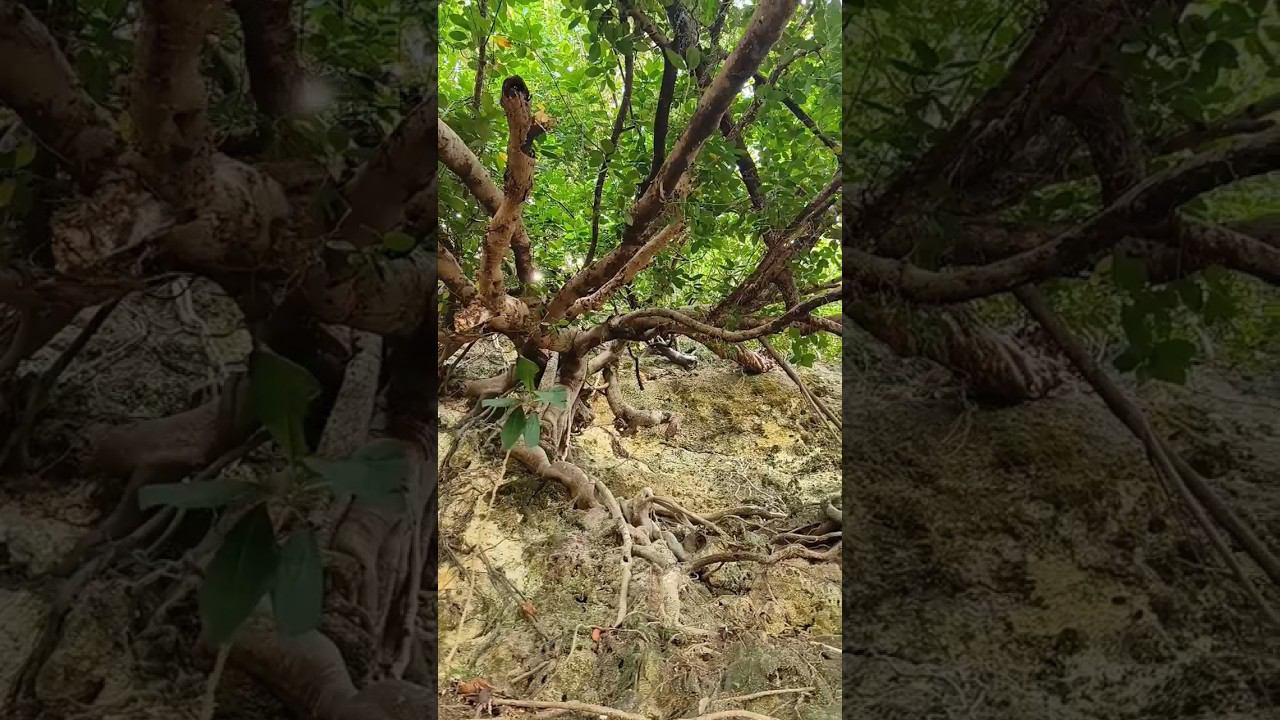 Magic trip in the Philippines #travel #филиппины #beach #travel2024 #boracay #island #жизньнаострове смотреть онлайн