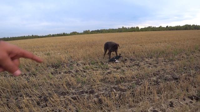 Охота на тетерева с подхода. Охота с дратхаром. смотреть онлайн