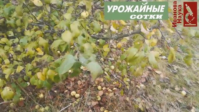 ВОПРОС РЕШЕН! Можно ли закислить ЯБЛОКАМИ почву? Чем можно, а чем нельзя подкислить грунт и компост смотреть онлайн