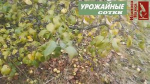 ВОПРОС РЕШЕН! Можно ли закислить ЯБЛОКАМИ почву? Чем можно, а чем нельзя подкислить грунт и компост