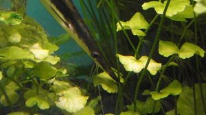 Аквариумная рыбка, Веслоносый плоскоголовый сом из Колумбии, Sorubim lima, океанариум спб