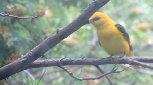 Иволга поет