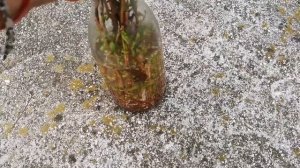 Летнее черенкование Укоренение кудрявой ивы Матсудана Тортуоза Результат Как это делать правильно