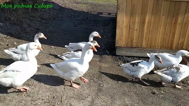 Жизнь гусей и курочки с цыплятами. Меняем жерди на заборе. смотреть онлайн