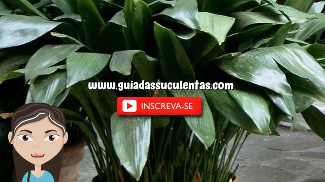 Aspidistra Elatior: Saiba Tudo Sobre Essa Planta смотреть онлайн