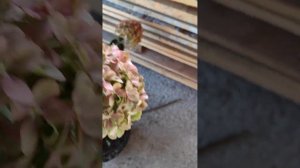 Новинка. Гортензия Pixio.