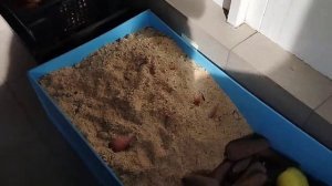 Как хранить овощи / овощехранилище / погреб для дома