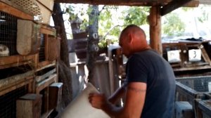 Дозированое кормление кроликов.