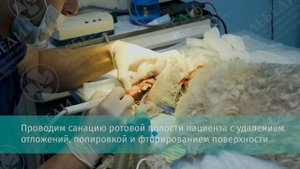 Чистка зубов у собаки