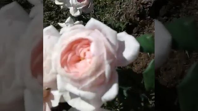 Роза Герцогиня Кристиана смотреть онлайн