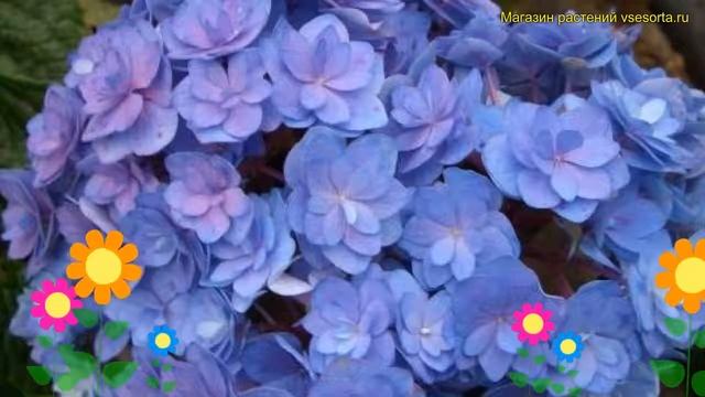 Гортензия древовидная Тогевер. Краткий обзор, описание характеристик hydrangea arborescens Together смотреть онлайн