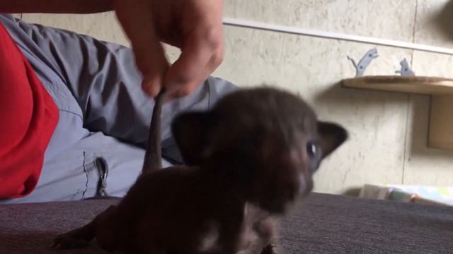 Выхаживаем новорожденного котёнка (субтитры) / Nursing a newborn kitten (subtitles) смотреть онлайн