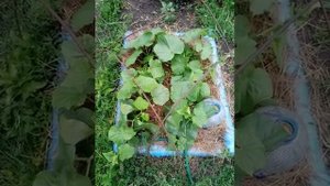 Теплая грядка из пластиковых бутылок и капельный полив.