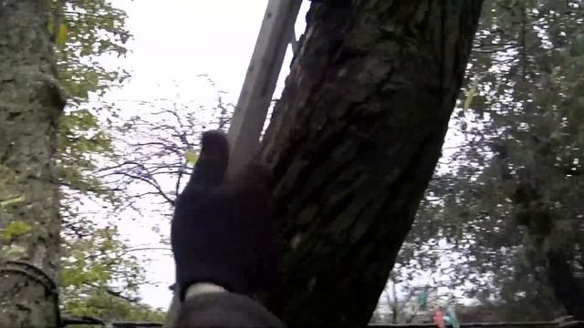 Опускаем старые деревья,завершение. смотреть онлайн