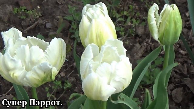 Новые сорта тюльпанов в моей коллекции Видео с названиями смотреть онлайн