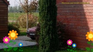 Тис ягодный Фастигиата Робуста. Краткий обзор, описание taxus baccata Fastigiata Robusta
