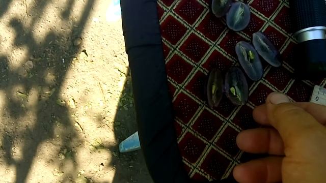 Виноград НАТАЛИ. смотреть онлайн