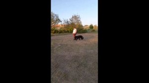 ОКД Немецкая овчарка