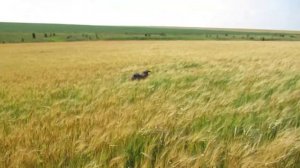 Работа курцхаара по перепелу в ячмене