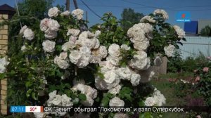 Самые красивые сорта роз в рубрике «Руки садовода»