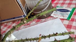 Распаковка посылки из питомника роз "ЭЛИТ". Показ качества саженцев. Весна 2023.