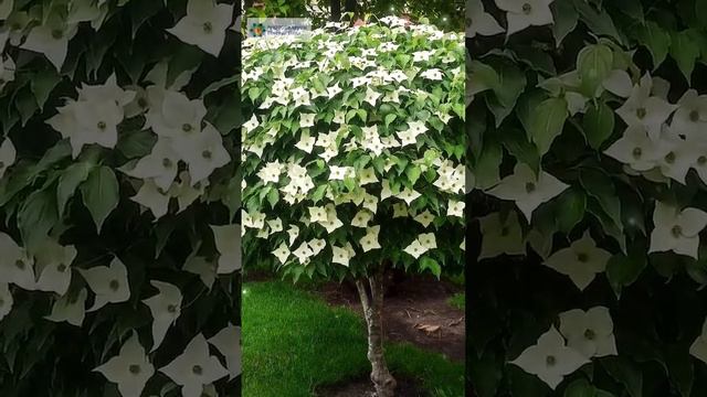 Красивое дерево - Дерен Коуза/Cornus kousa. /Ессентуки/