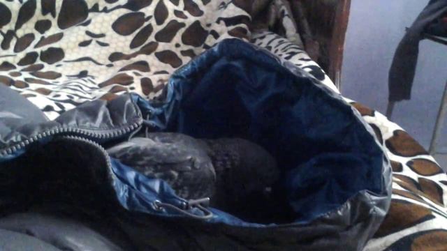 Спасенный голубь от мороза!!! смотреть онлайн