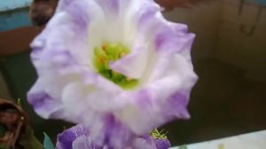 #lisianthus #eustoma #aloka #flower