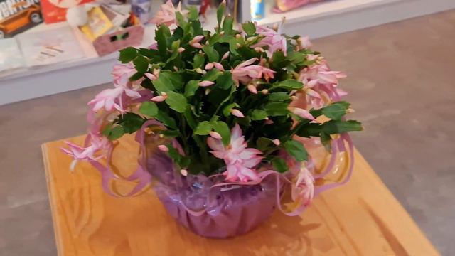 Flor de Maio смотреть онлайн