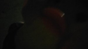 к Милке в гости пришла УТОЧКА Алиса 2Ч