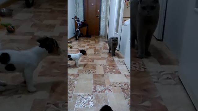 Щенок Джек Рассел терьера против кота. смотреть онлайн