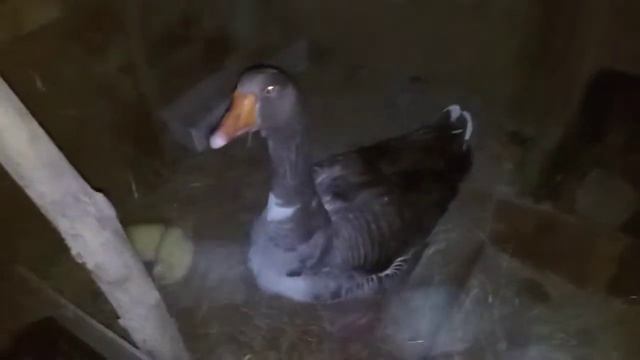 Примет ли гусыня инкубационных гусят смотреть онлайн