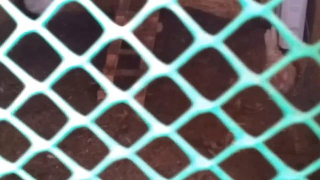 Курятник своими руками. Подробно о строительстве смотреть онлайн