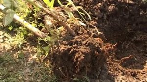 Малина Крепыш