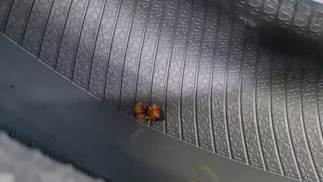 Момент установки жгута в шину. Вид изнутри. смотреть онлайн