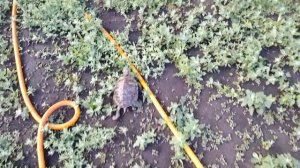 Прогулка с красноухой черепахой на улице! Черепашка на природе! / ЧЕРИ TV