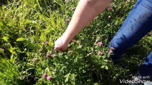 КЛЕВЕР КРАСНЫЙ - ПОЛЕЗНОЕ РАСТЕНИЕ, есть время его собрать.