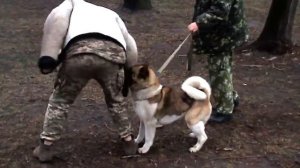 Тестирование Американской Акиты на защиту хозяина