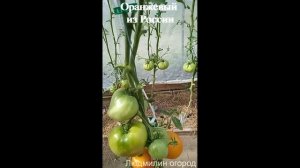 Обзор томатов: Оранжевый из России. Фаворит 2023!