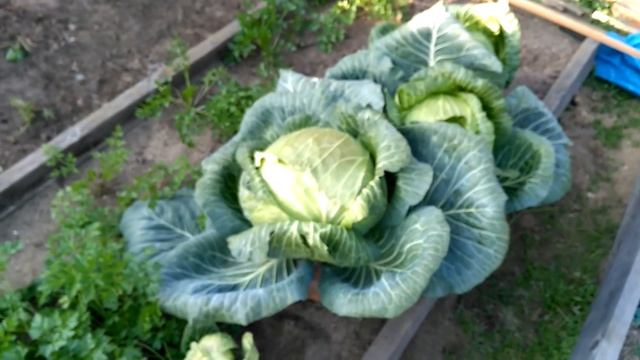 Капуста Мегатон F1. Результат с одной пачки семян. смотреть онлайн