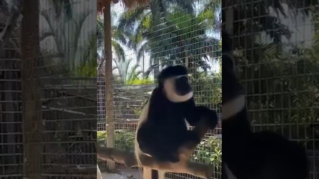 Looking up to all the adventures our black and white colobus monkeys bring