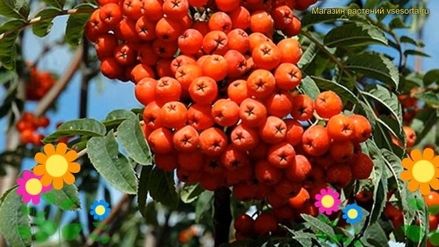 Рябина плодовая Невежинская. Краткий обзор, описание характеристик sorbus Alaia krupnaia смотреть онлайн